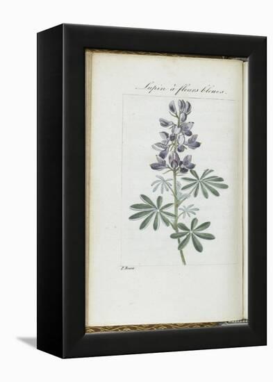 Almanach de Flore : Sapin à fleurs bleues-Pancrace Bessa-Framed Premier Image Canvas