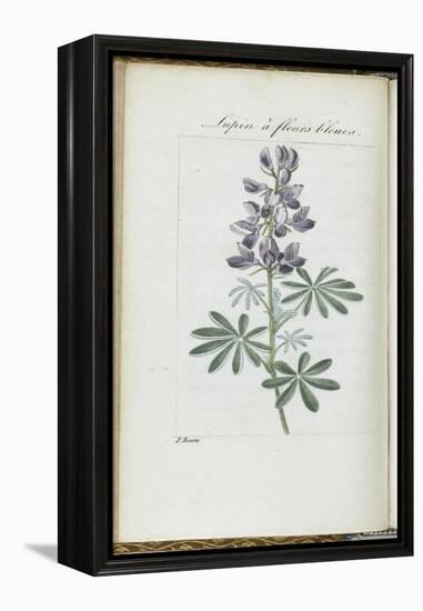 Almanach de Flore : Sapin à fleurs bleues-Pancrace Bessa-Framed Premier Image Canvas