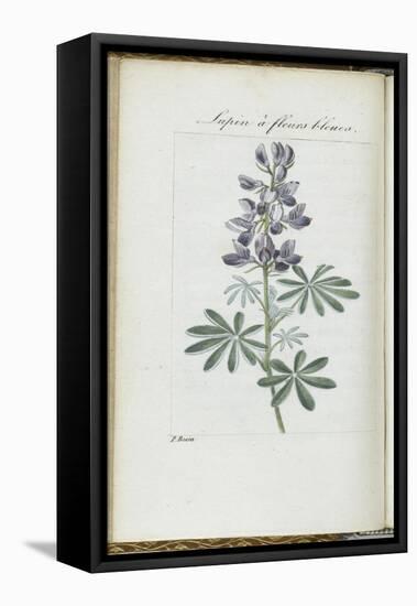 Almanach de Flore : Sapin à fleurs bleues-Pancrace Bessa-Framed Premier Image Canvas