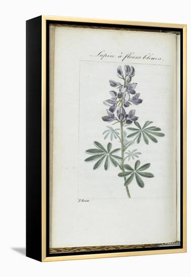 Almanach de Flore : Sapin à fleurs bleues-Pancrace Bessa-Framed Premier Image Canvas
