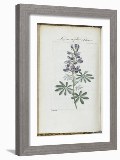 Almanach de Flore : Sapin à fleurs bleues-Pancrace Bessa-Framed Giclee Print