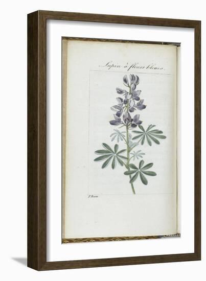 Almanach de Flore : Sapin à fleurs bleues-Pancrace Bessa-Framed Giclee Print