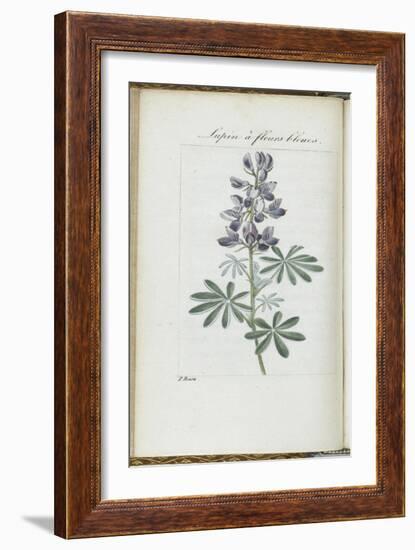 Almanach de Flore : Sapin à fleurs bleues-Pancrace Bessa-Framed Giclee Print