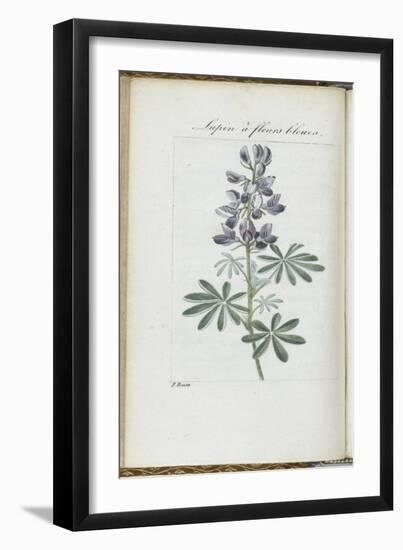 Almanach de Flore : Sapin à fleurs bleues-Pancrace Bessa-Framed Giclee Print