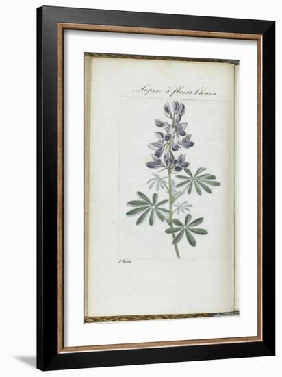 Almanach de Flore : Sapin à fleurs bleues-Pancrace Bessa-Framed Giclee Print