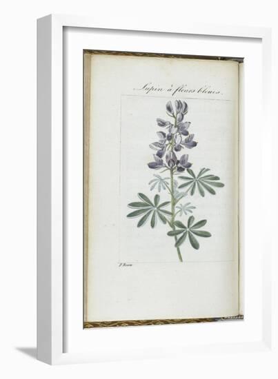 Almanach de Flore : Sapin à fleurs bleues-Pancrace Bessa-Framed Giclee Print