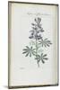 Almanach de Flore : Sapin à fleurs bleues-Pancrace Bessa-Mounted Giclee Print