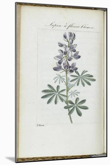 Almanach de Flore : Sapin à fleurs bleues-Pancrace Bessa-Mounted Giclee Print