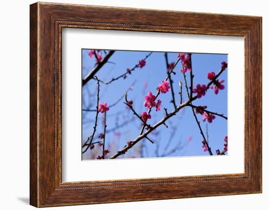 Almond Blossom, Berlin-Marzahn, Gardens of the World, Japanese Garden-Catharina Lux-Framed Photographic Print