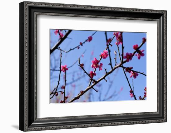 Almond Blossom, Berlin-Marzahn, Gardens of the World, Japanese Garden-Catharina Lux-Framed Photographic Print