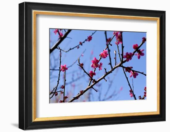 Almond Blossom, Berlin-Marzahn, Gardens of the World, Japanese Garden-Catharina Lux-Framed Photographic Print