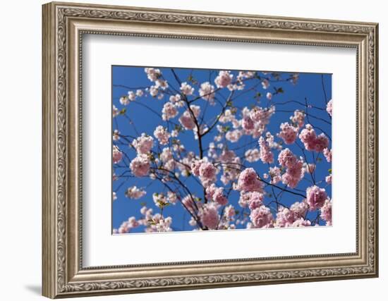 Almond Blossom, Berlin-Marzahn, Gardens of the World, Japanese Garden-Catharina Lux-Framed Photographic Print