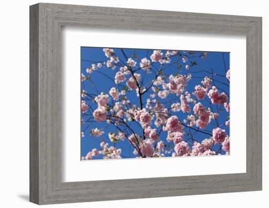 Almond Blossom, Berlin-Marzahn, Gardens of the World, Japanese Garden-Catharina Lux-Framed Photographic Print