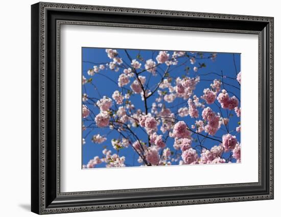 Almond Blossom, Berlin-Marzahn, Gardens of the World, Japanese Garden-Catharina Lux-Framed Photographic Print