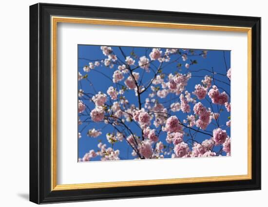 Almond Blossom, Berlin-Marzahn, Gardens of the World, Japanese Garden-Catharina Lux-Framed Photographic Print