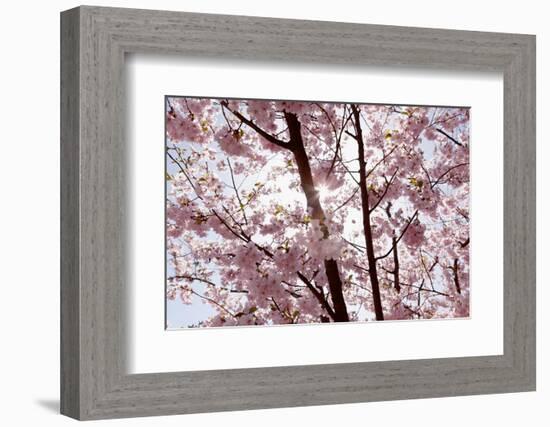 Almond Blossom, Berlin-Marzahn, Gardens of the World, Japanese Garden-Catharina Lux-Framed Photographic Print