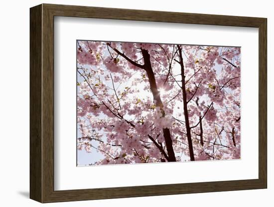 Almond Blossom, Berlin-Marzahn, Gardens of the World, Japanese Garden-Catharina Lux-Framed Photographic Print