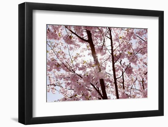 Almond Blossom, Berlin-Marzahn, Gardens of the World, Japanese Garden-Catharina Lux-Framed Photographic Print