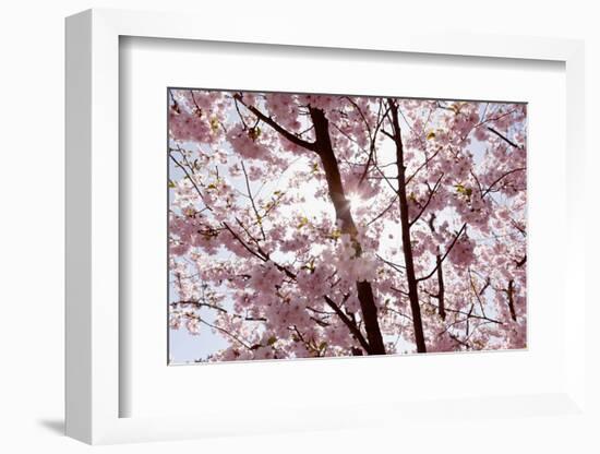 Almond Blossom, Berlin-Marzahn, Gardens of the World, Japanese Garden-Catharina Lux-Framed Photographic Print