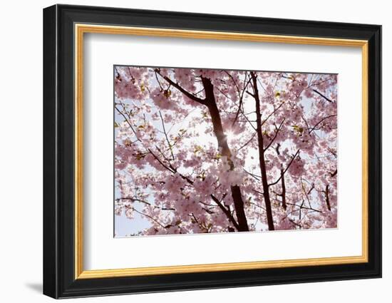 Almond Blossom, Berlin-Marzahn, Gardens of the World, Japanese Garden-Catharina Lux-Framed Photographic Print