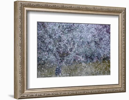 Almond Blossom I-Doug Chinnery-Framed Photographic Print