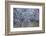 Almond Blossom I-Doug Chinnery-Framed Photographic Print