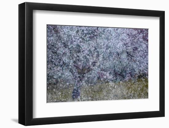 Almond Blossom I-Doug Chinnery-Framed Photographic Print