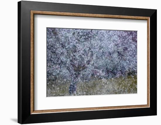 Almond Blossom I-Doug Chinnery-Framed Photographic Print