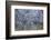 Almond Blossom I-Doug Chinnery-Framed Photographic Print