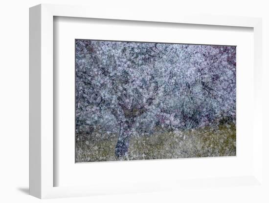 Almond Blossom I-Doug Chinnery-Framed Photographic Print