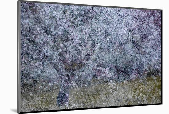 Almond Blossom I-Doug Chinnery-Mounted Photographic Print