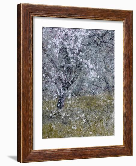 Almond Blossom II-Doug Chinnery-Framed Photographic Print