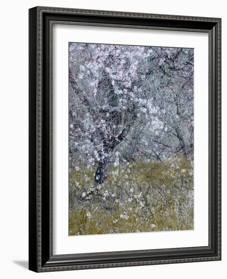 Almond Blossom II-Doug Chinnery-Framed Photographic Print