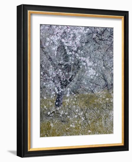 Almond Blossom II-Doug Chinnery-Framed Photographic Print