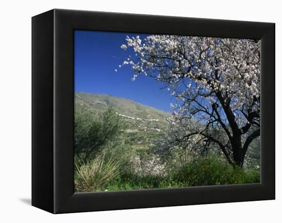 Almond Blossom in Springtime in the Alpujarras, Granada, Andalucia, Spain, Europe-Tomlinson Ruth-Framed Premier Image Canvas