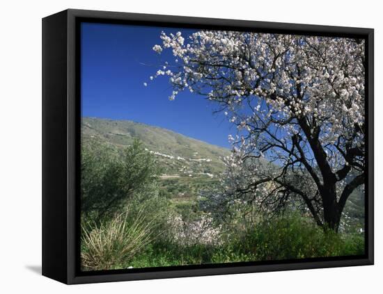 Almond Blossom in Springtime in the Alpujarras, Granada, Andalucia, Spain, Europe-Tomlinson Ruth-Framed Premier Image Canvas