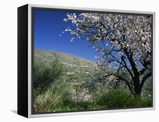 Almond Blossom in Springtime in the Alpujarras, Granada, Andalucia, Spain, Europe-Tomlinson Ruth-Framed Premier Image Canvas