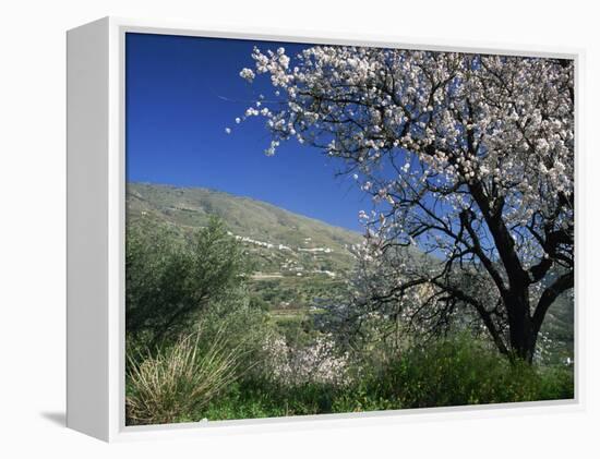 Almond Blossom in Springtime in the Alpujarras, Granada, Andalucia, Spain, Europe-Tomlinson Ruth-Framed Premier Image Canvas