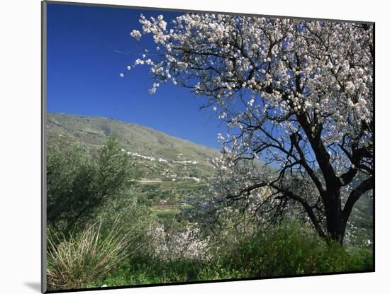 Almond Blossom in Springtime in the Alpujarras, Granada, Andalucia, Spain, Europe-Tomlinson Ruth-Mounted Photographic Print