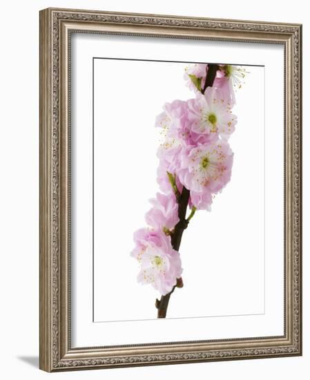 Almond Blossom on a Branch-Kai Stiepel-Framed Photographic Print