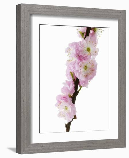 Almond Blossom on a Branch-Kai Stiepel-Framed Photographic Print