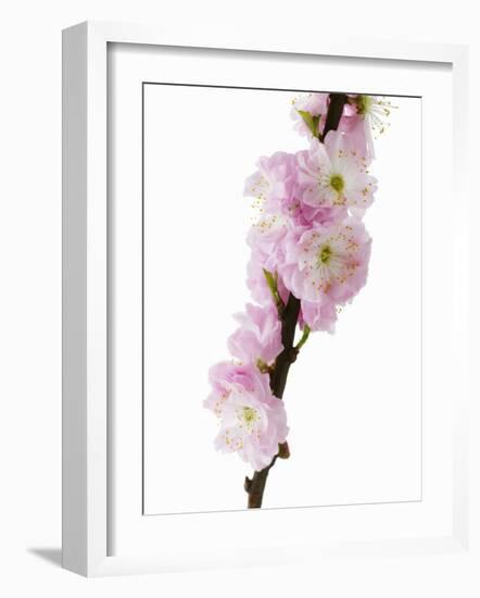 Almond Blossom on a Branch-Kai Stiepel-Framed Photographic Print