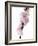 Almond Blossom on a Branch-Kai Stiepel-Framed Photographic Print