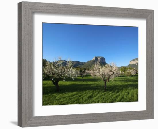 Almond Blossom, Serra De Tramuntana Auf Majorca, Balearics, Spain-Katja Kreder-Framed Photographic Print