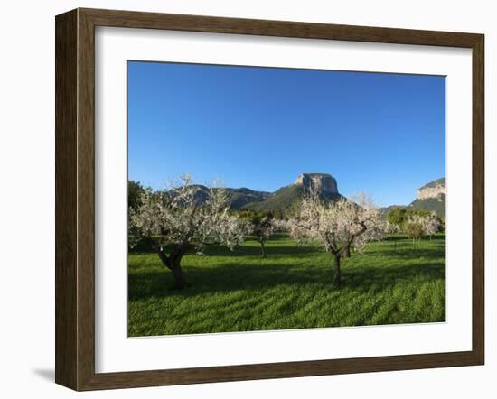 Almond Blossom, Serra De Tramuntana Auf Majorca, Balearics, Spain-Katja Kreder-Framed Photographic Print