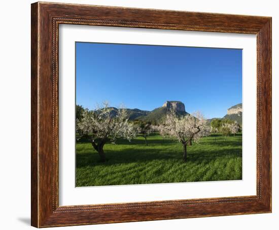 Almond Blossom, Serra De Tramuntana Auf Majorca, Balearics, Spain-Katja Kreder-Framed Photographic Print