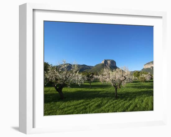 Almond Blossom, Serra De Tramuntana Auf Majorca, Balearics, Spain-Katja Kreder-Framed Photographic Print