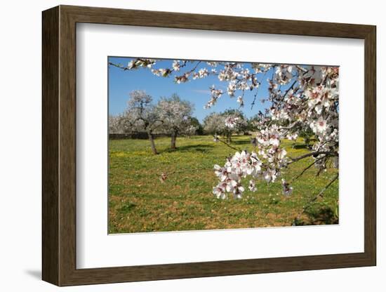 Almond blossom time, Majorca, Balearic Islands, Spain, Europe-Hans-Peter Merten-Framed Photographic Print