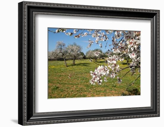 Almond blossom time, Majorca, Balearic Islands, Spain, Europe-Hans-Peter Merten-Framed Photographic Print