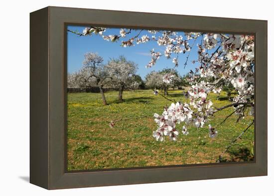 Almond blossom time, Majorca, Balearic Islands, Spain, Europe-Hans-Peter Merten-Framed Premier Image Canvas